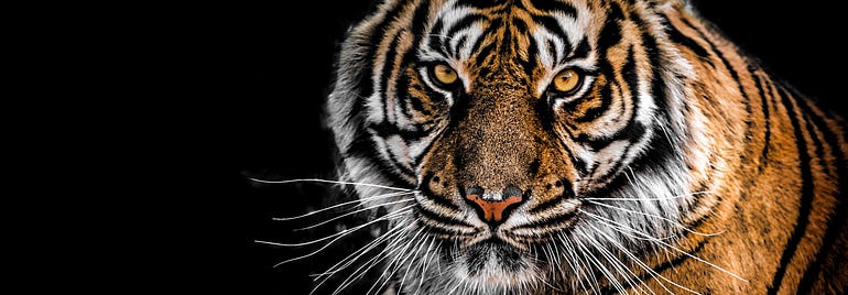  Nos intente aspiciens oculo tigris. (Photo by George Desipris)