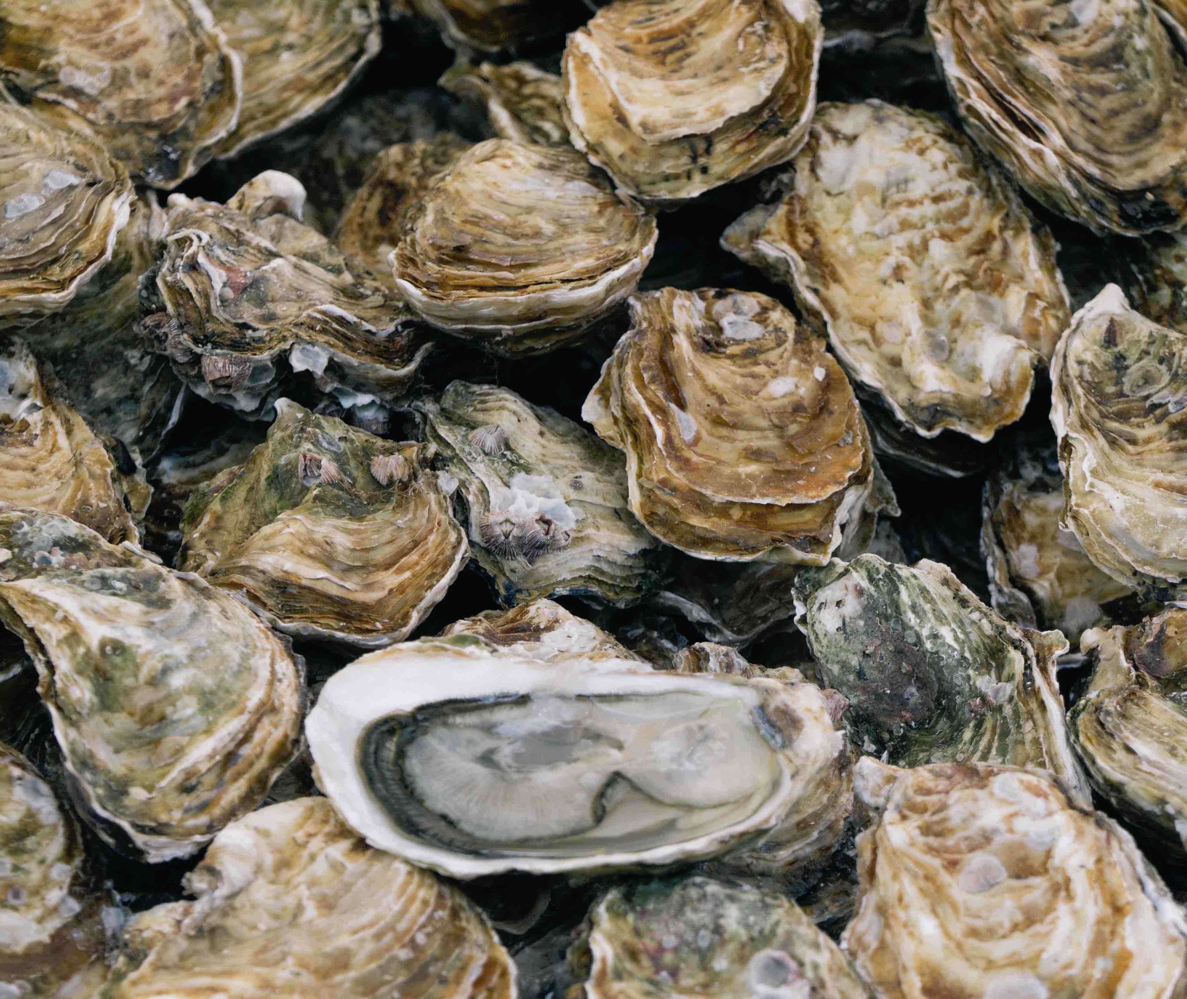 The Rise and Fall of the American Oyster and Why It’s Important Now