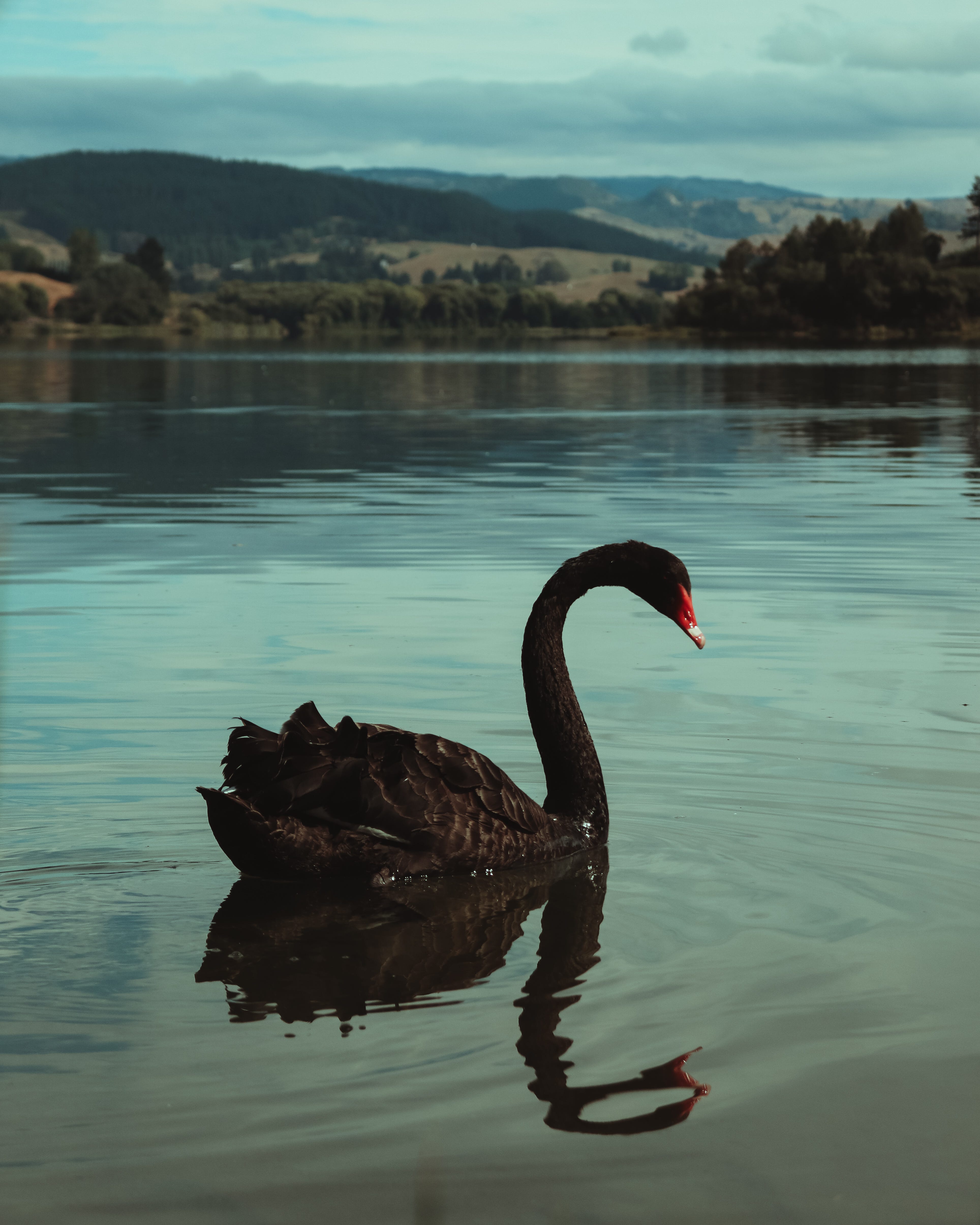 Is Teal Swan a Cult Leader?. I have never met Teal and have not… | by Heidi  Hendricks | Medium