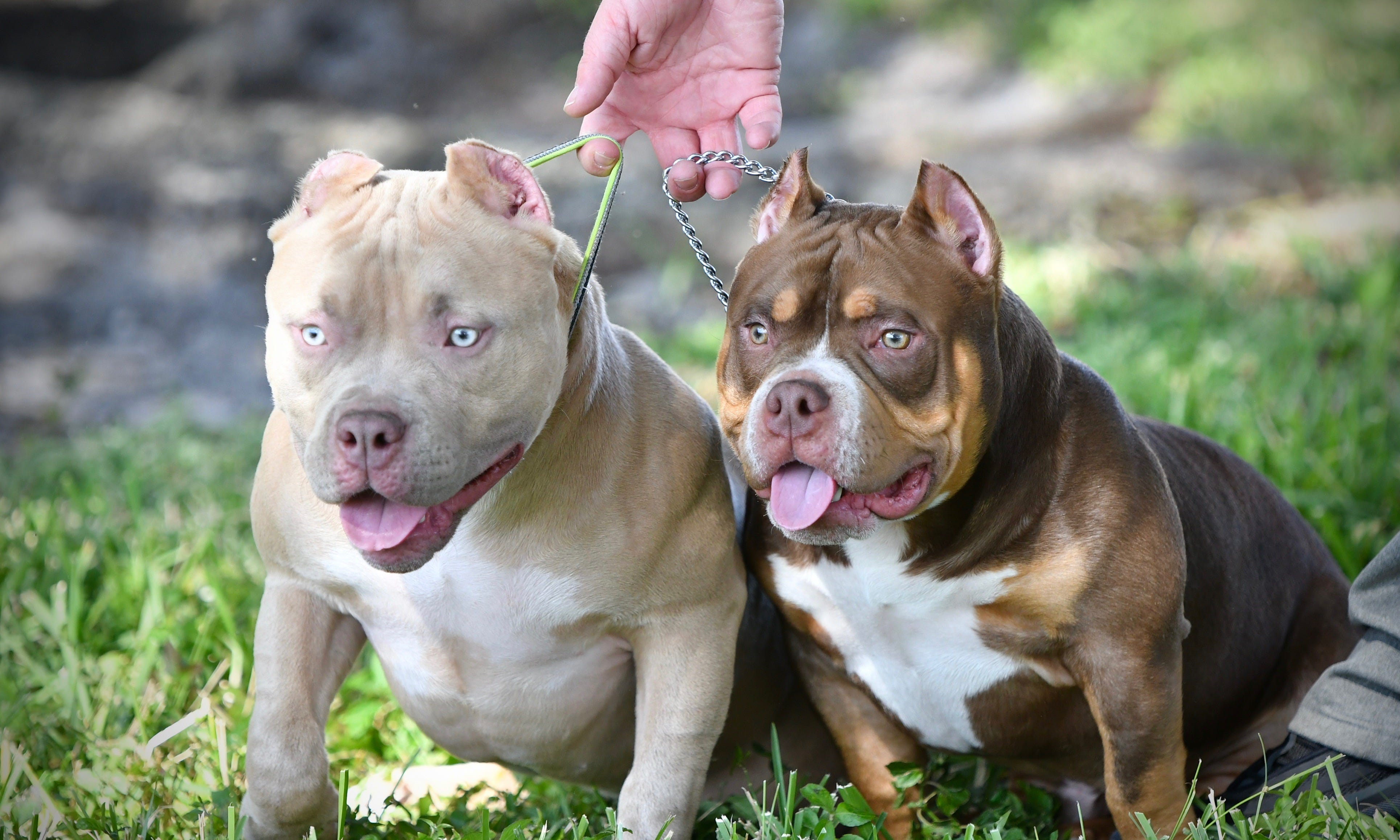 THE FLASHY TRI COLOR AMERICAN BULLY PUPPIES OF VENOMLINE | by BULLY