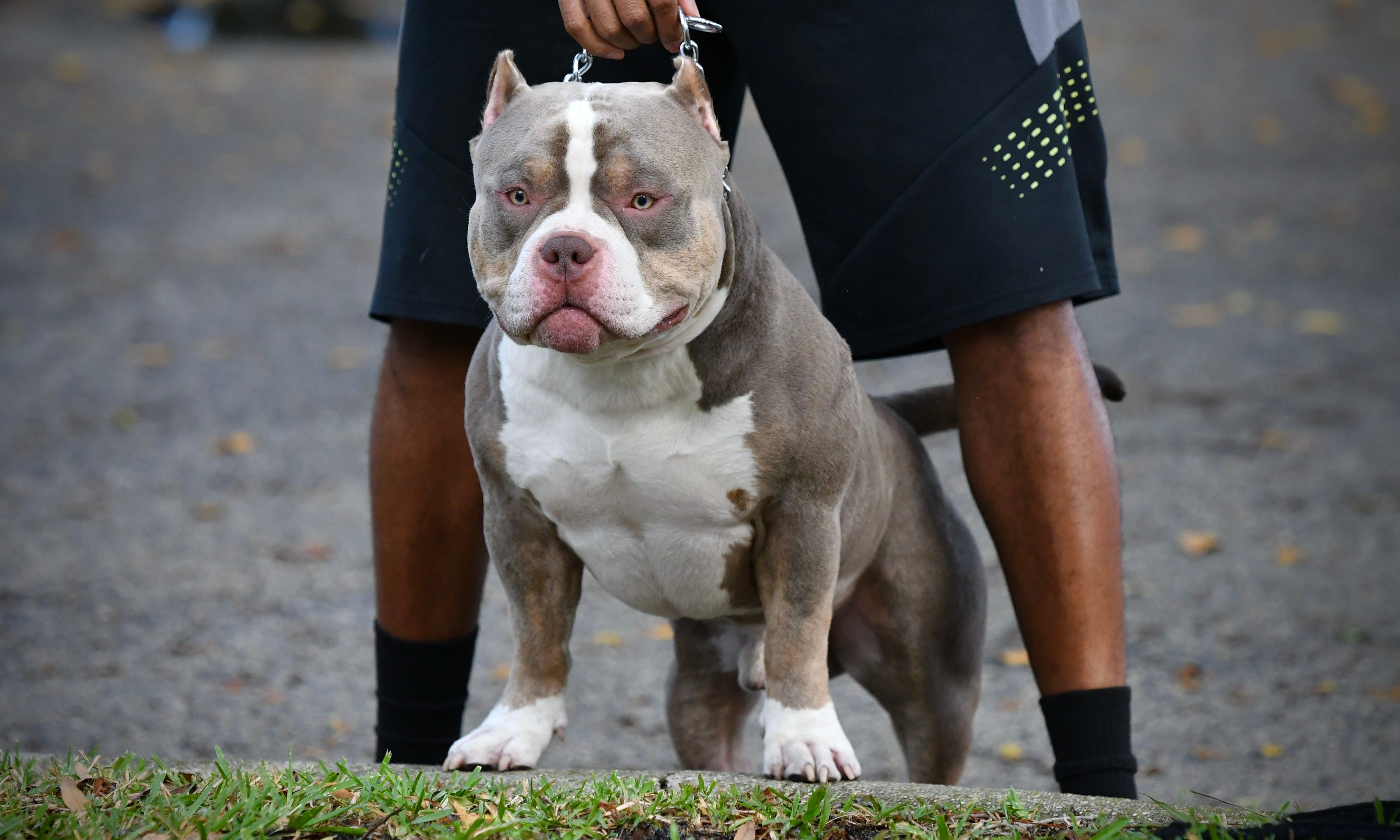 AMERICAN BULLY BREEDINGS THE BEST POCKET BULLY PUPPIES FOR SALE by