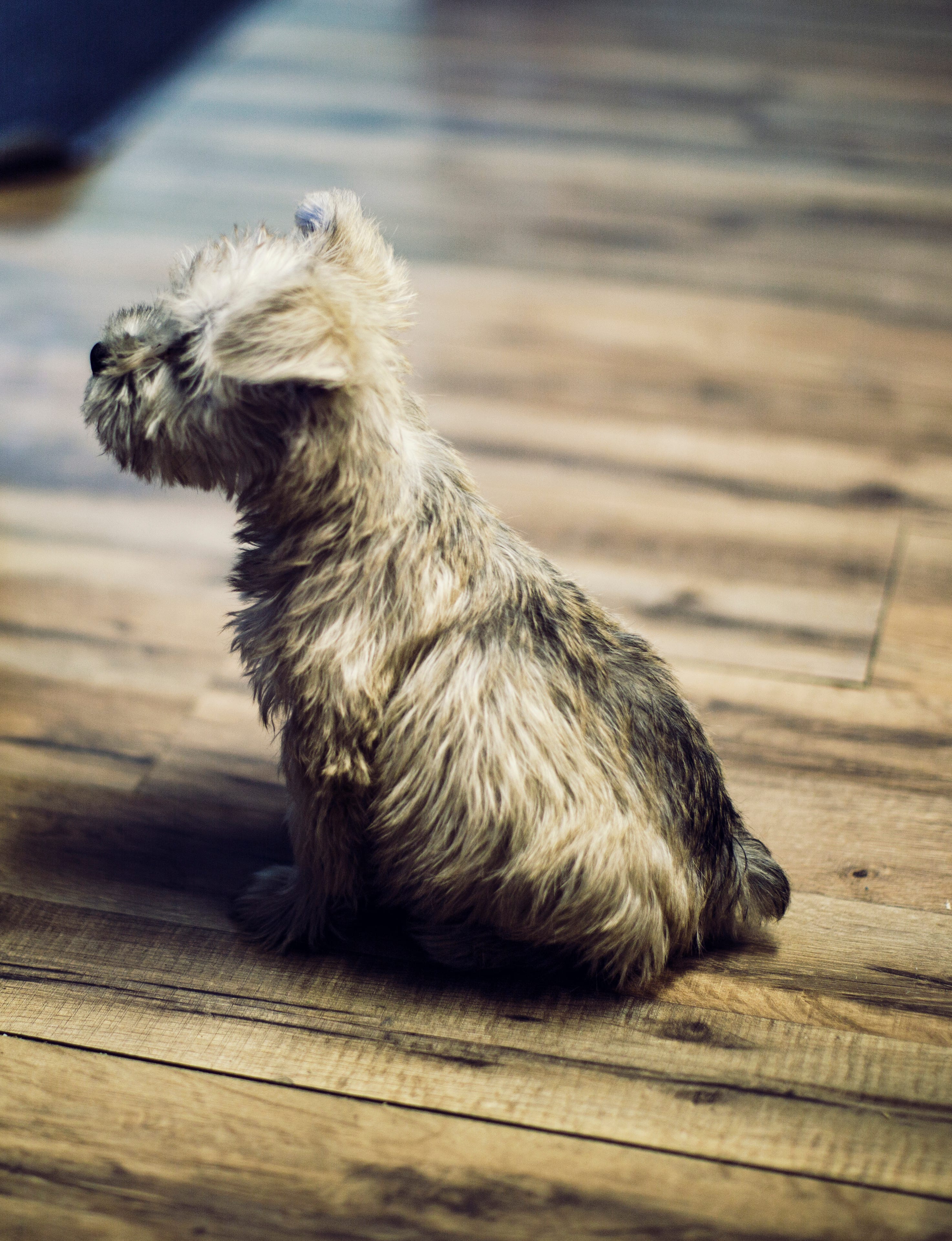 Best Pet Friendly Flooring Options For Dogs Kayla Perkins