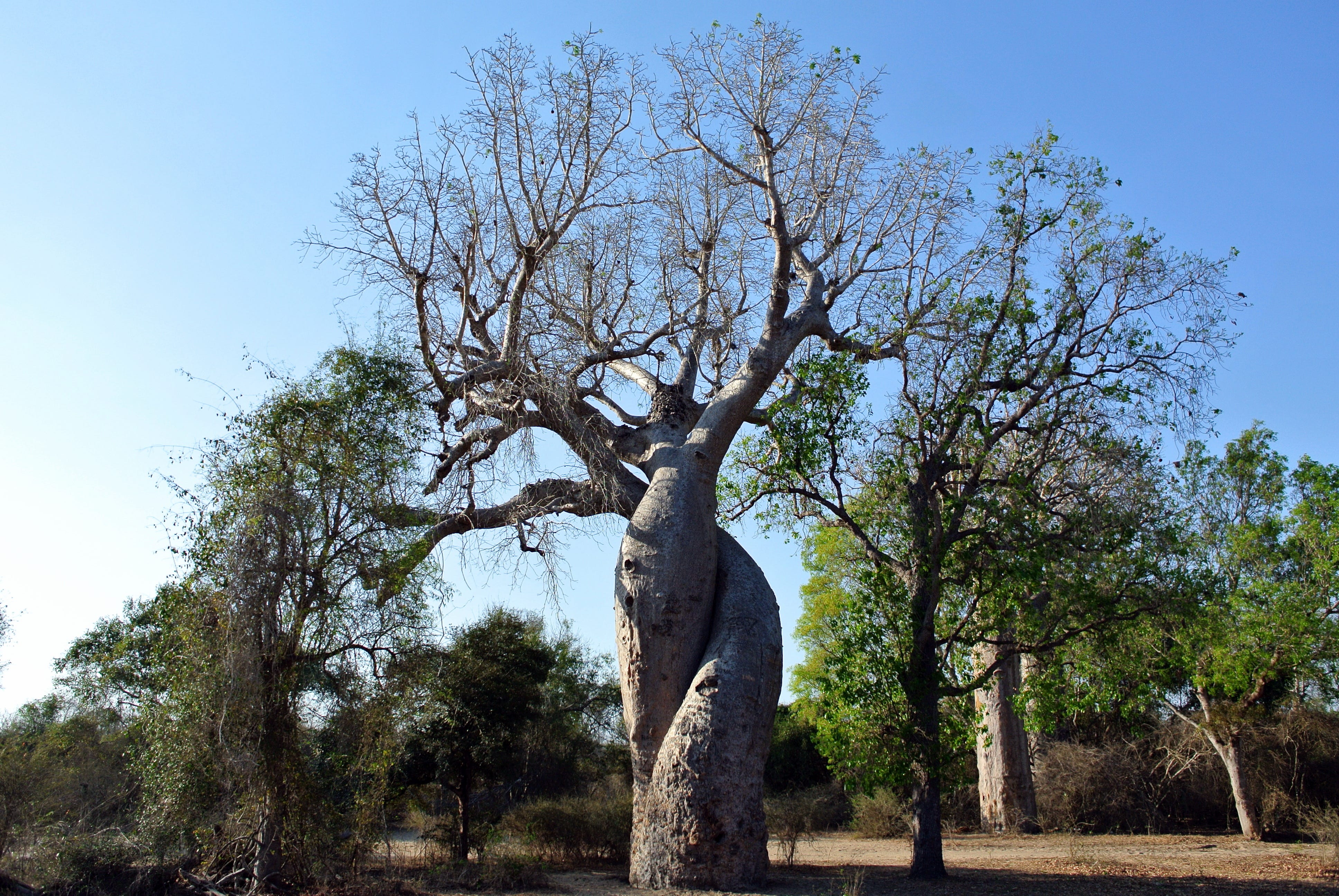 Baobabs West Madagascar S Tree Of Life By Bongrie Michel Farahery Wau Madagascar Medium