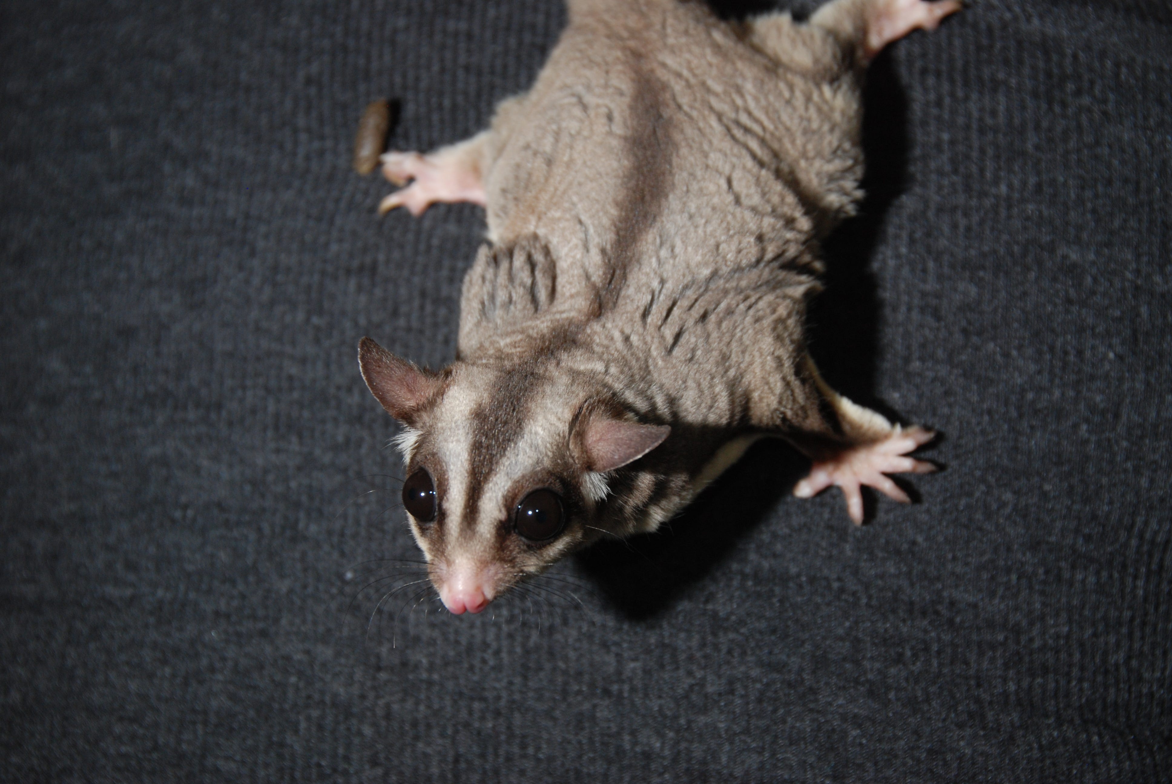 sugar glider price