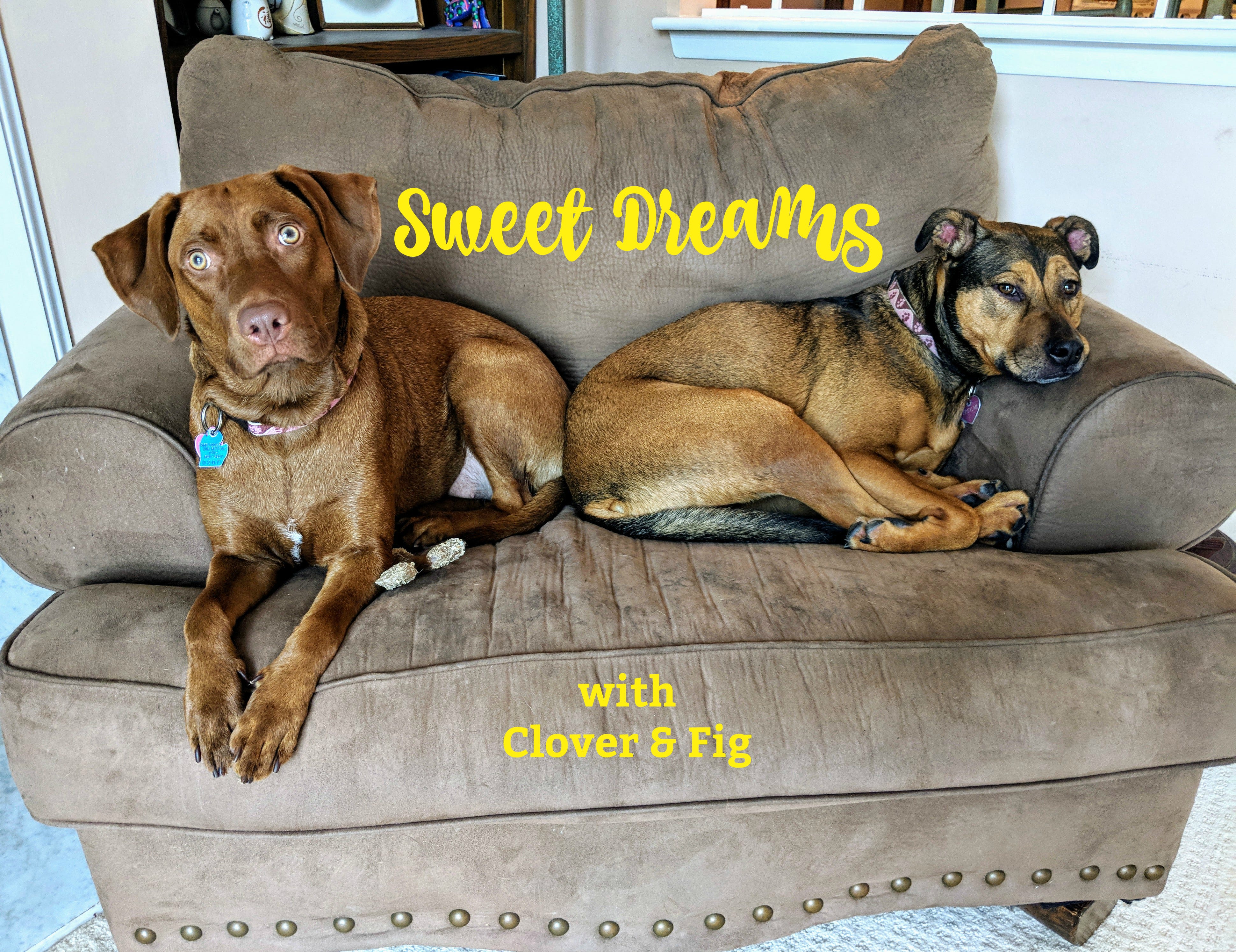 dog bed for two dogs