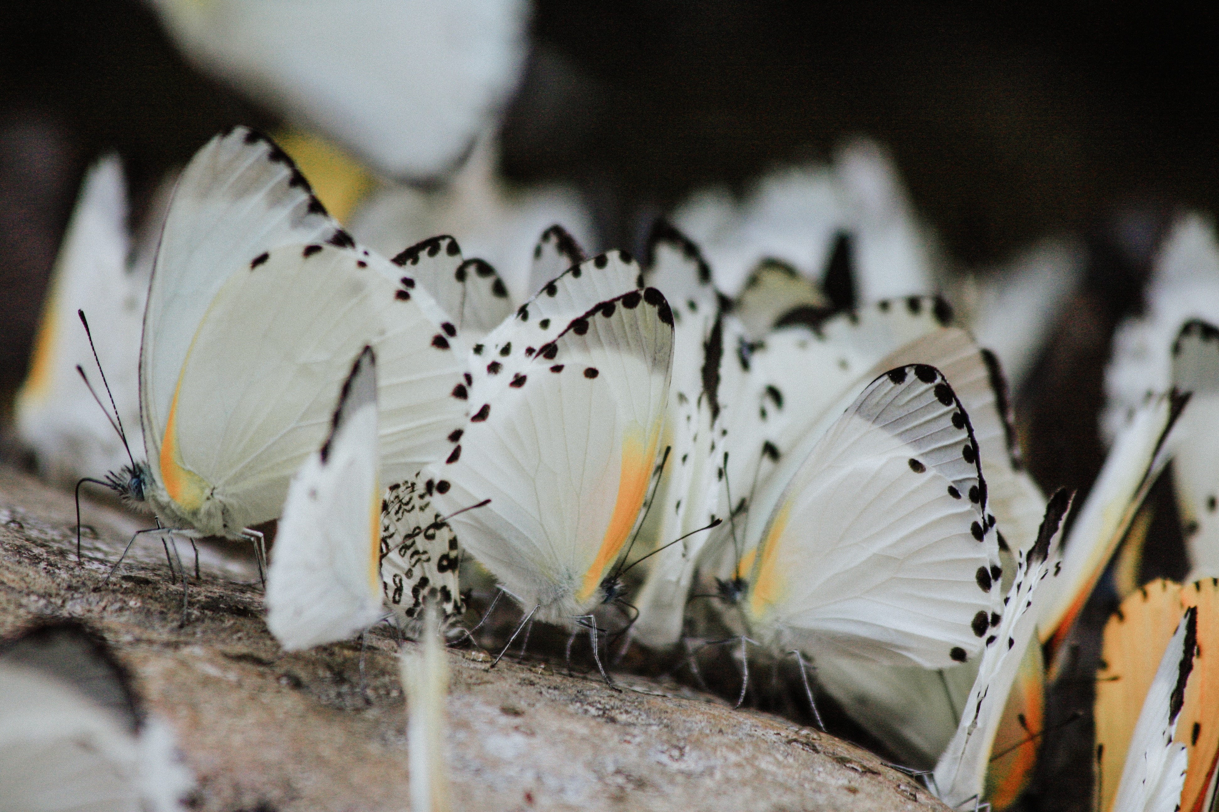 An Amazing Butterfly Migration Makes Its Way Across California by La
