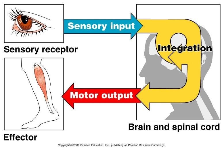 Upside Down. Brain has a great ability to adapt to… by Adrien Lafage