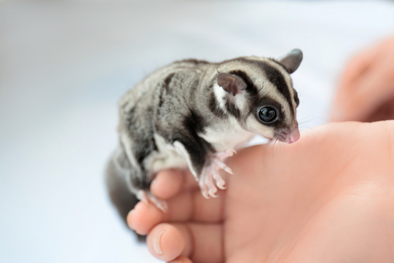 So You Want A Pet Sugar Glider Here S What You Need To Know According To Animal Expert Thomas Harford Columbia By Tom Harford Columbia Medium