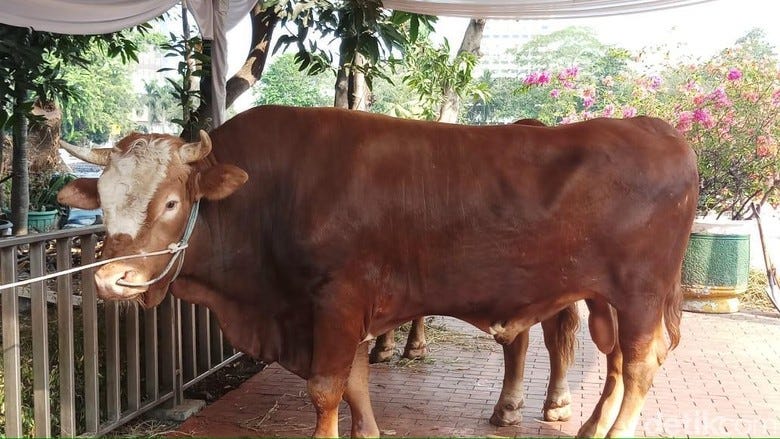 Cara Ternak Sapi Limosin Di Indonesia Yang Menguntungkan