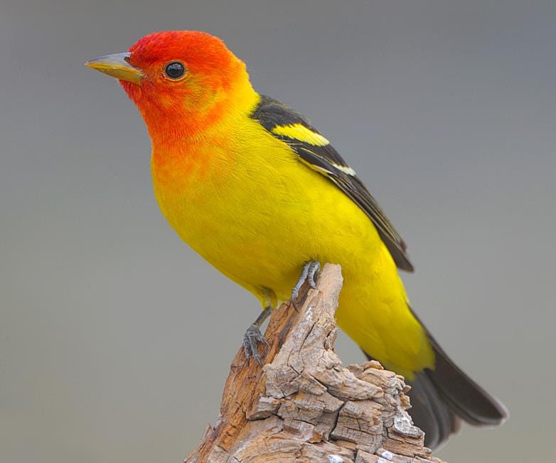 Featured Feathers: Western Tanager | by U.S. Fish & Wildlife Service |  Medium