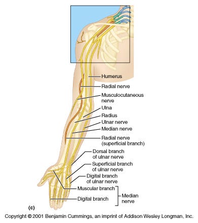 Breast Implant And Brachial Plexus Impingement By Dr Jessie Hsieh D C Medium
