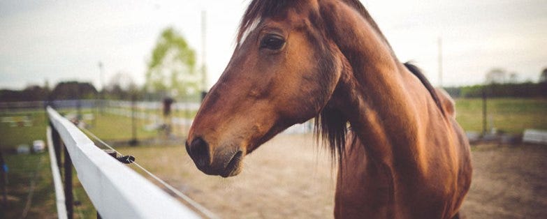Top 7 Benefits Of An Automatic Horse Feeder Sandy Rowley Seo