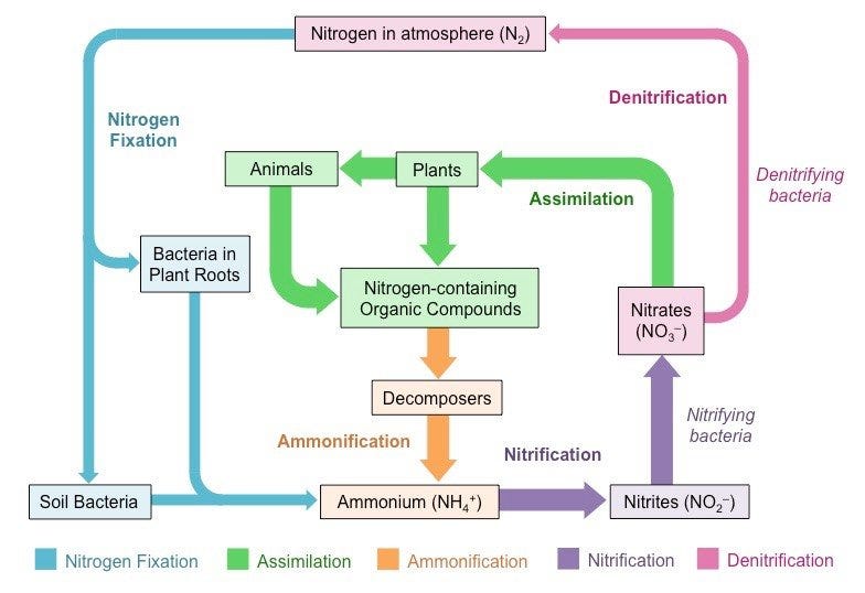 Nitrogen Metabolism By Biology Experts Notes Medium