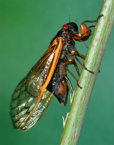 The Return of 17-Year Cicadas - Summit Metro Parks - Medium