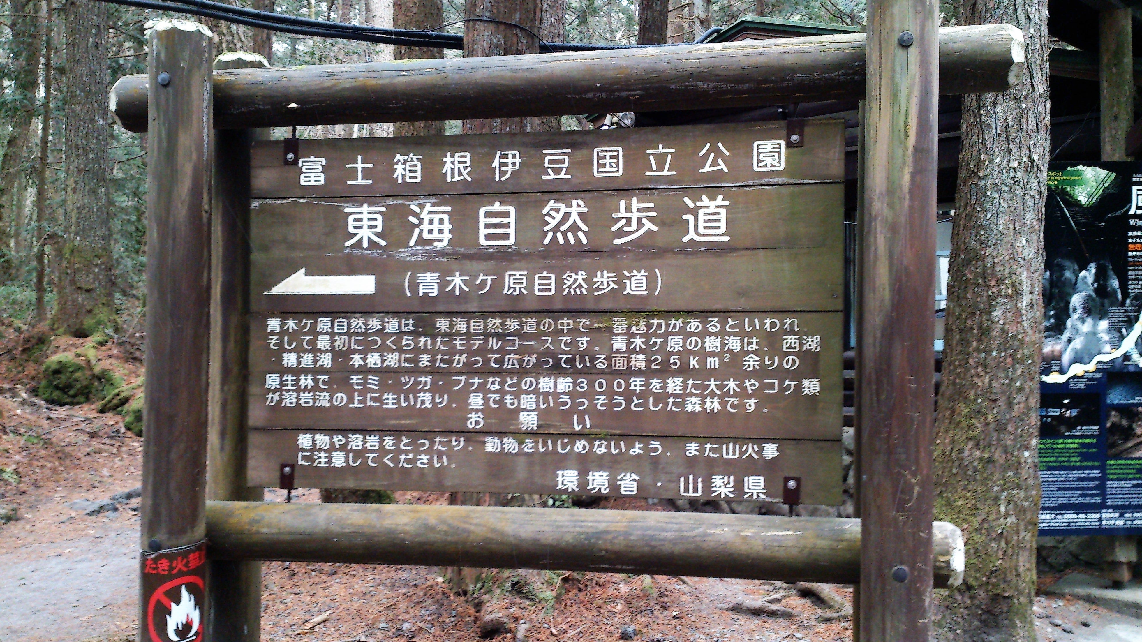 旅の思い出 飄月微心靈 是誰在青木原樹海撿到我的車票 後博士生活 Medium