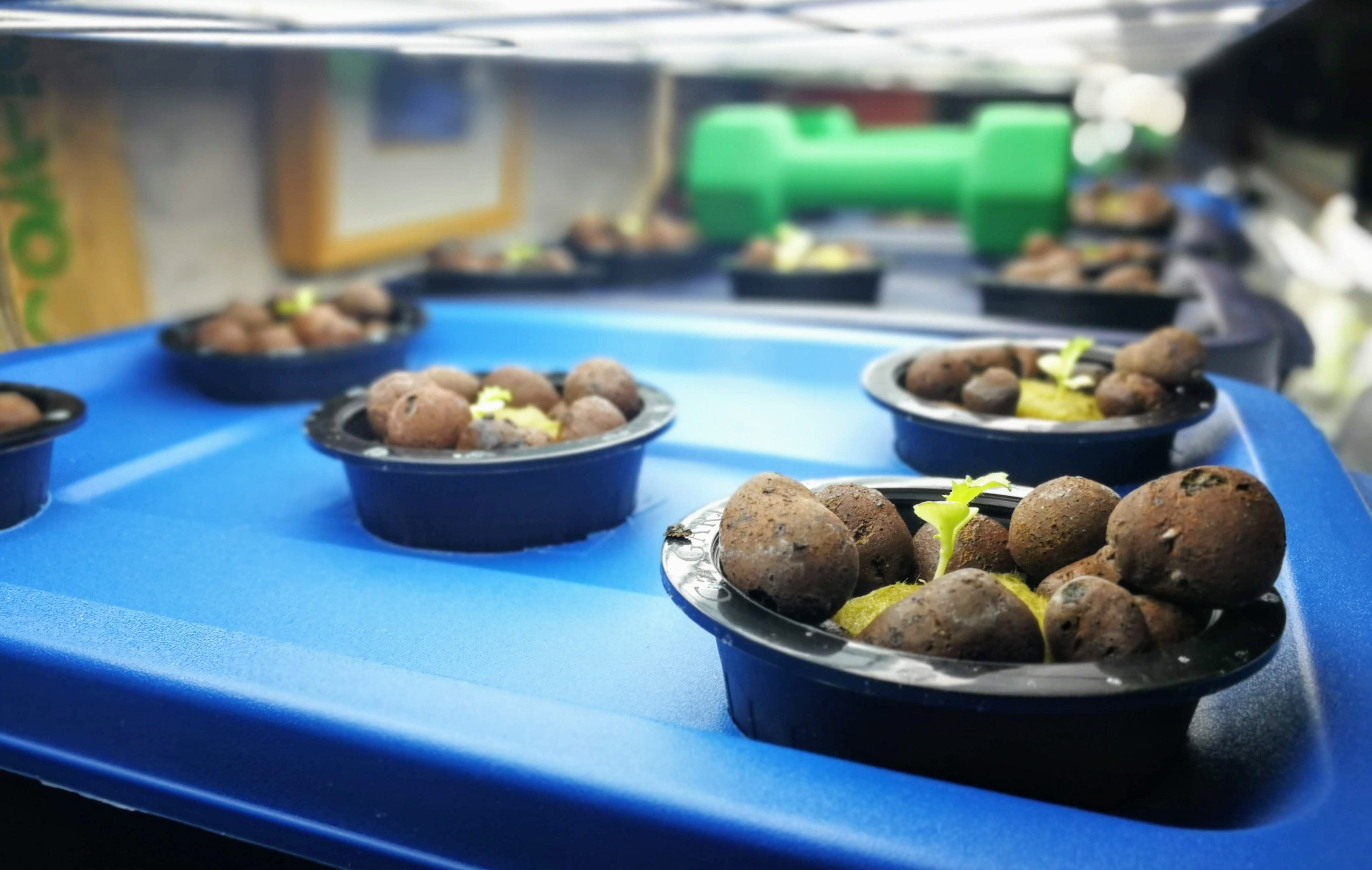 Adventures In Hydroponics For Lettuce By Mark Coffeegeek Medium