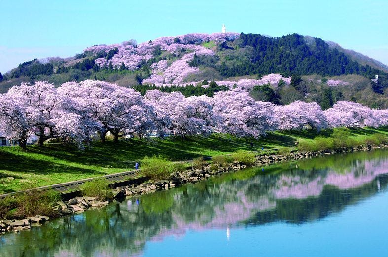宮城櫻花預想 景點和春季料理 是日日本 Medium