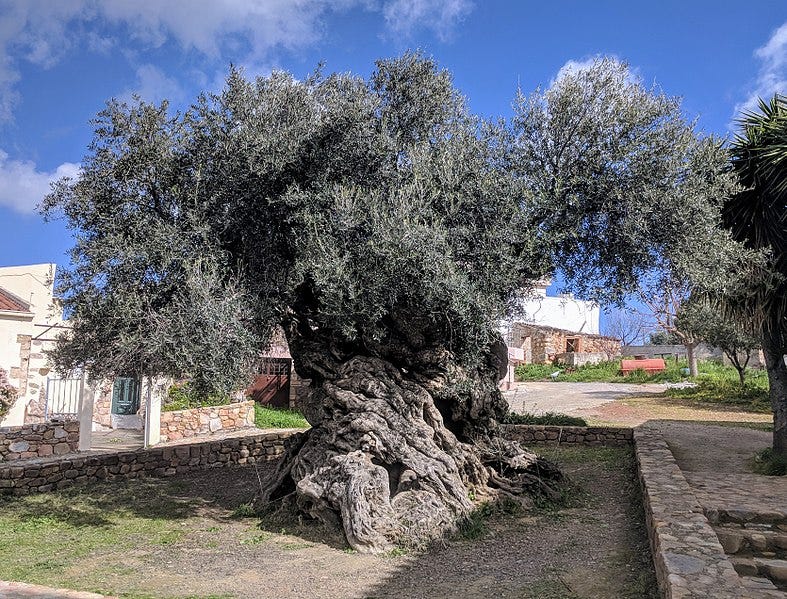 This Tree Has Seen Everything What Would It Be Like To Live Through By George Dillard History Of Yesterday This Tree Has Seen Everything What Would It Be Like To Live Through By George Dillard History Of Yesterday