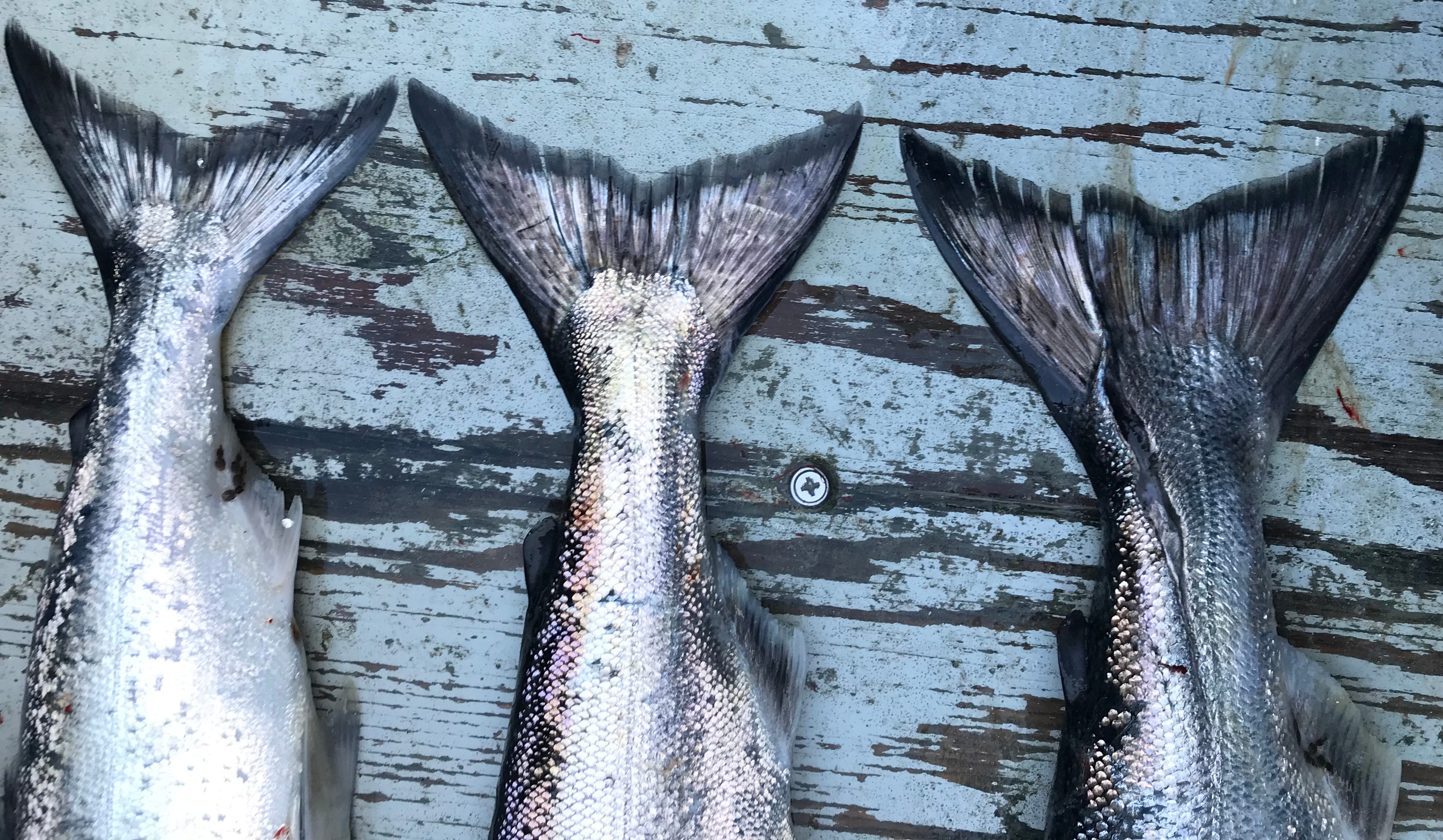3 king salmon tails on a blue boat deck