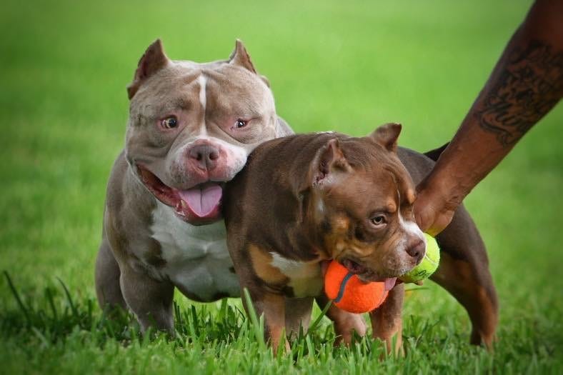 american bully vitamins