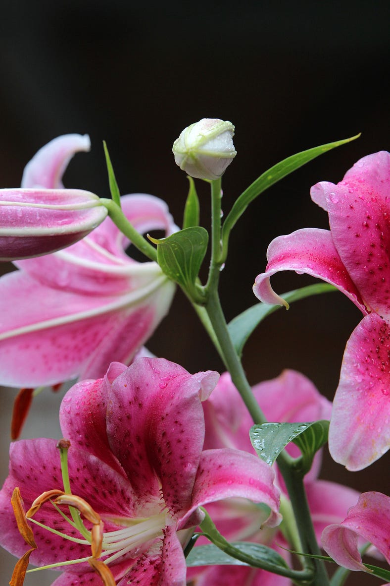 Bouquet of orchid blossoms.