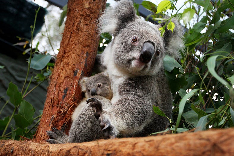 Are Koalas Endangered Animals