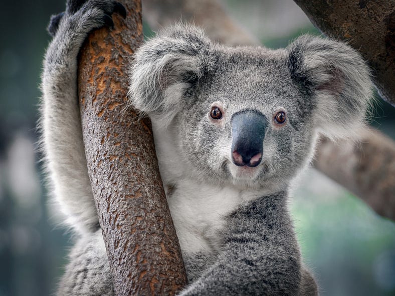 Are Koalas Endangered Animals