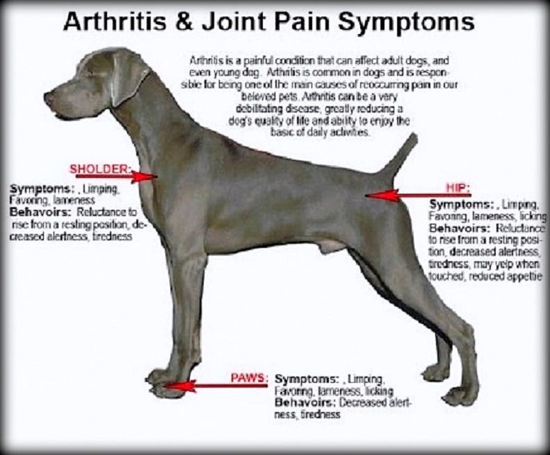 dog hip problems treatment