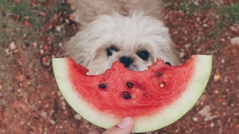 is watermelon good for puppies