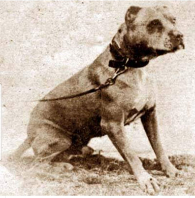 bob wallace dogs