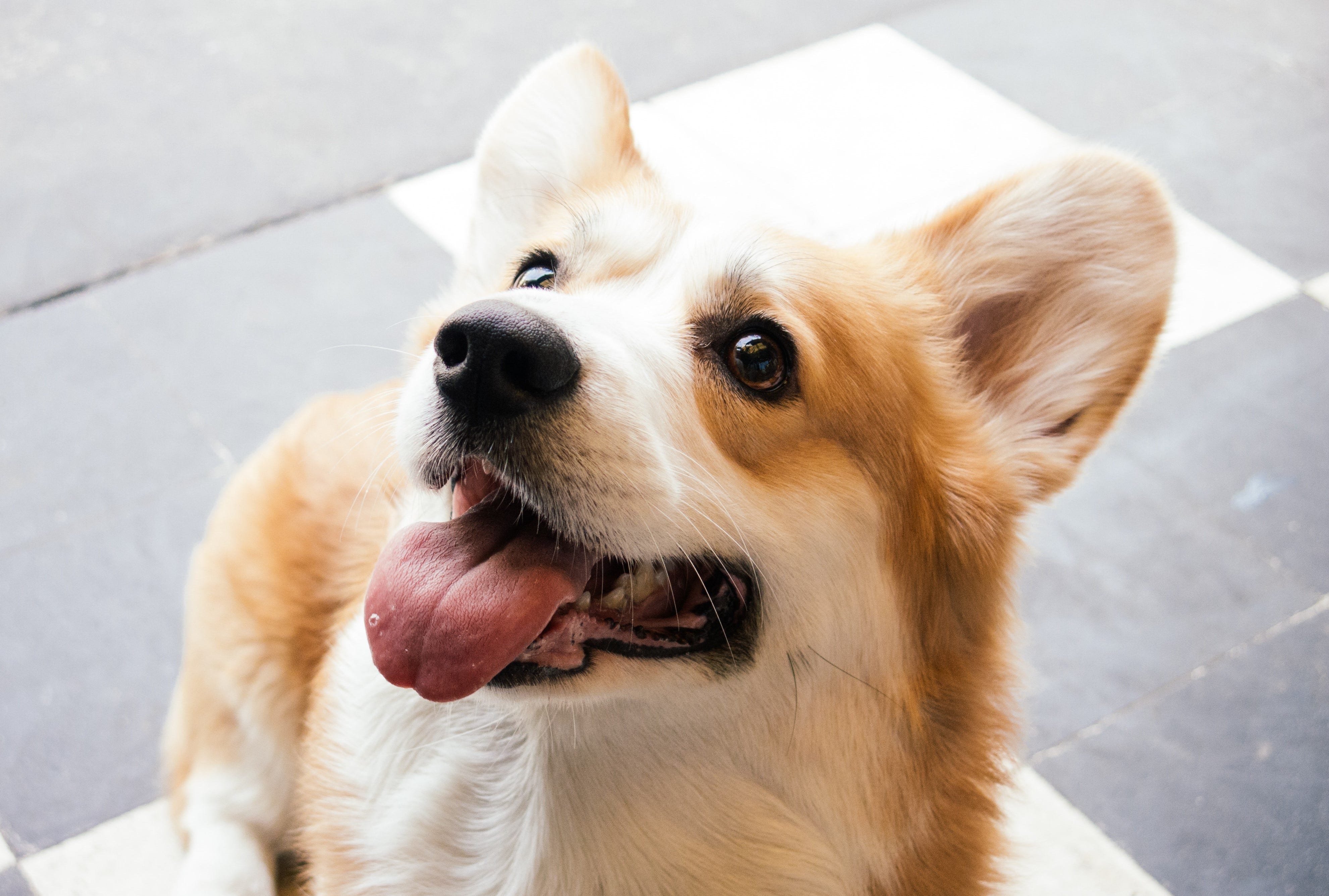 everything about corgis