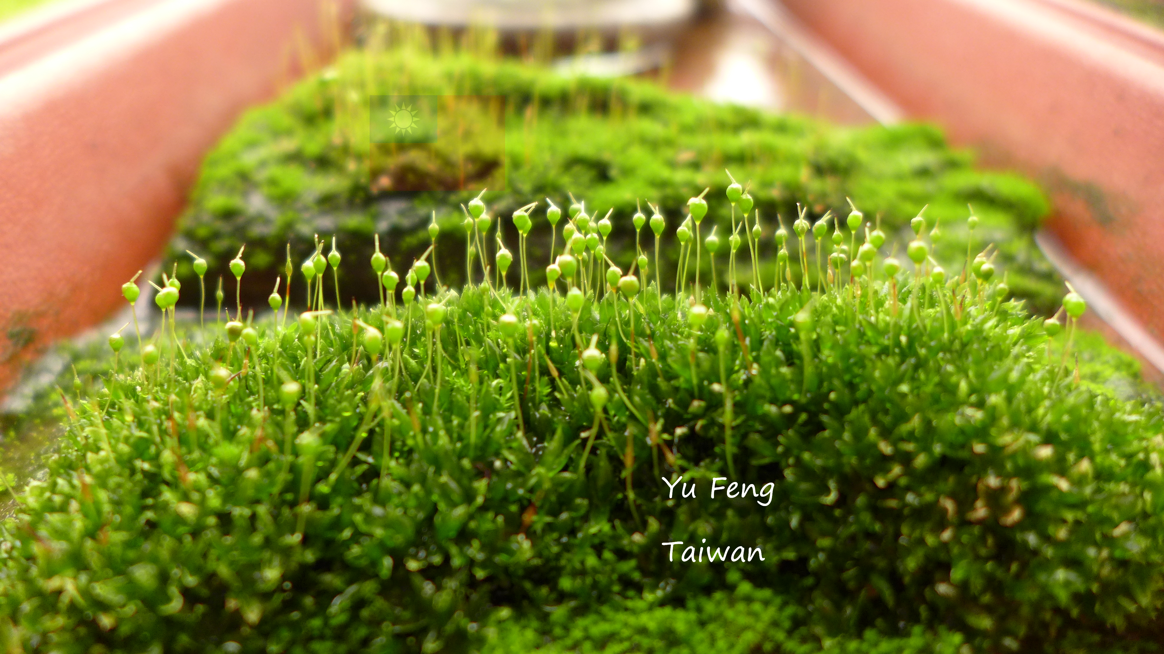 苔蘚學堂 立碗苔 Physcomitrium Sp 的培養 簡介 By Yu Feng Medium 苔蘚學堂 立碗苔 Physcomitrium Sp 的培養 簡介 By Yu Feng Medium