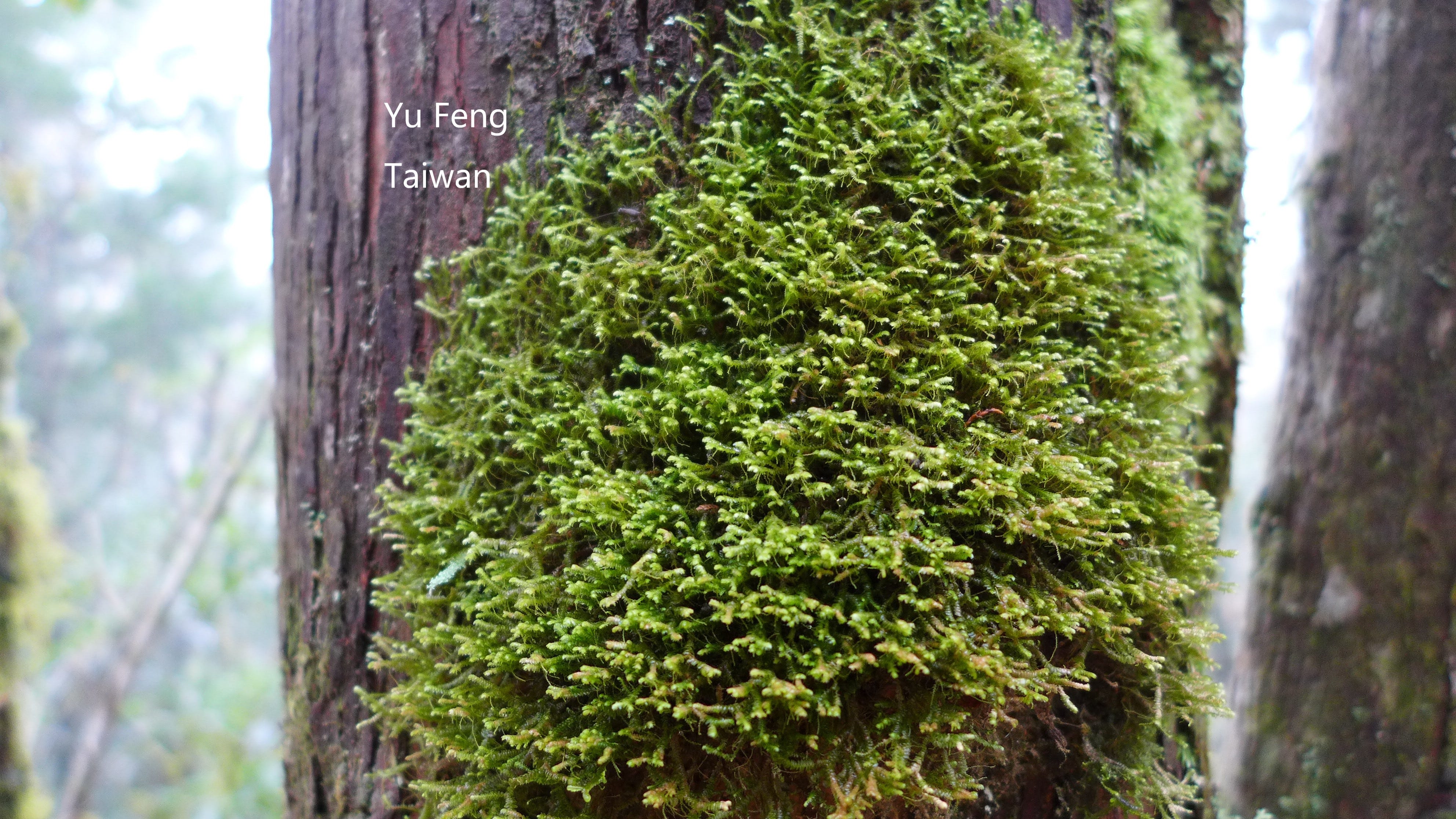 苔蘚學堂 蘚類 地錢門 構造簡介part 4 葉蘚綱 葉蘚綱 Jungermanniopsida 構造介紹 By Yu Feng Medium