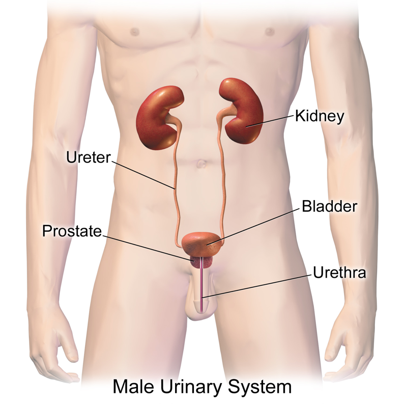 What Happens To Your Body When You Hold Your Pee By Bananalyfe Medium