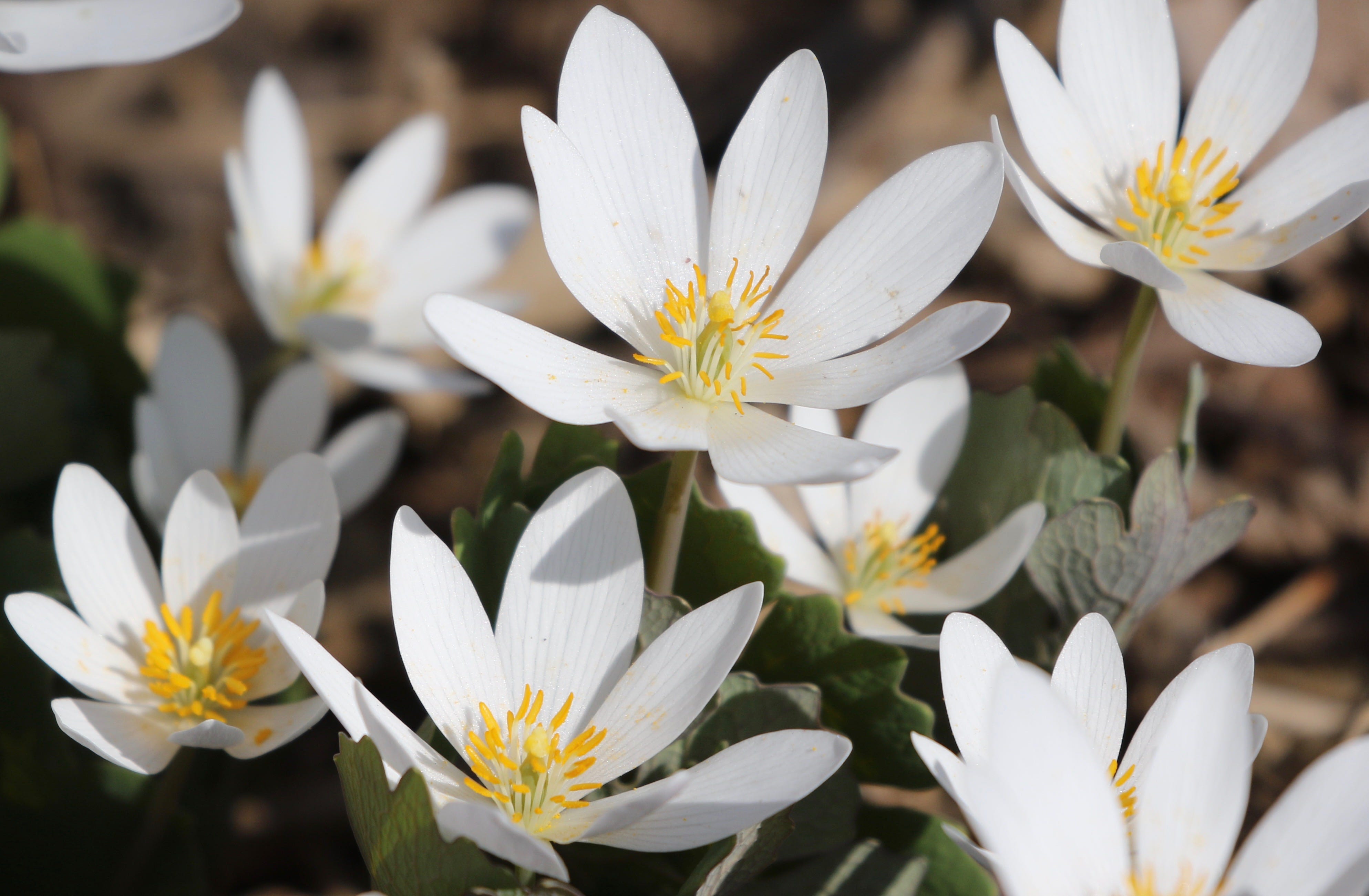Spring Flowers. Bloodroot, a Native Knockout | by Edward O'Connor ...