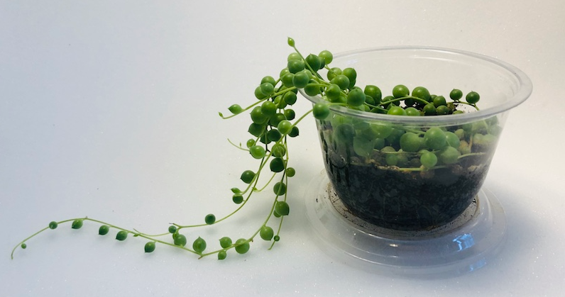 Growing String of Pearls Succulents from Cuttings by