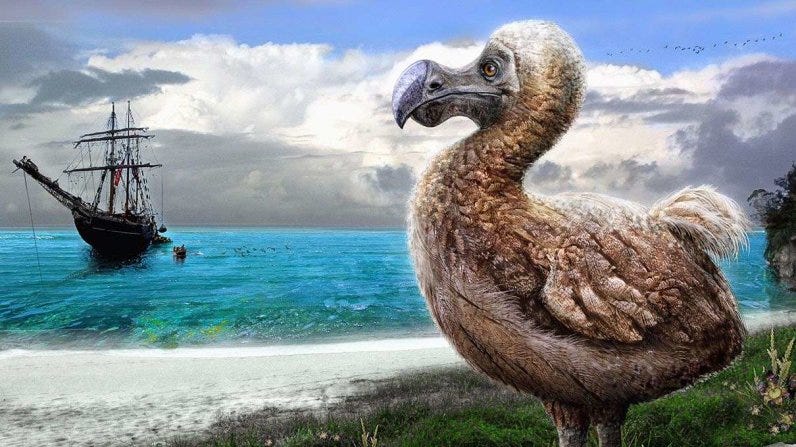 Lessons From A Small Island Barracoons And Dodo Birds By Thomas Holt Russell Medium