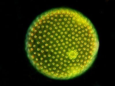 Close-up of a Volvox