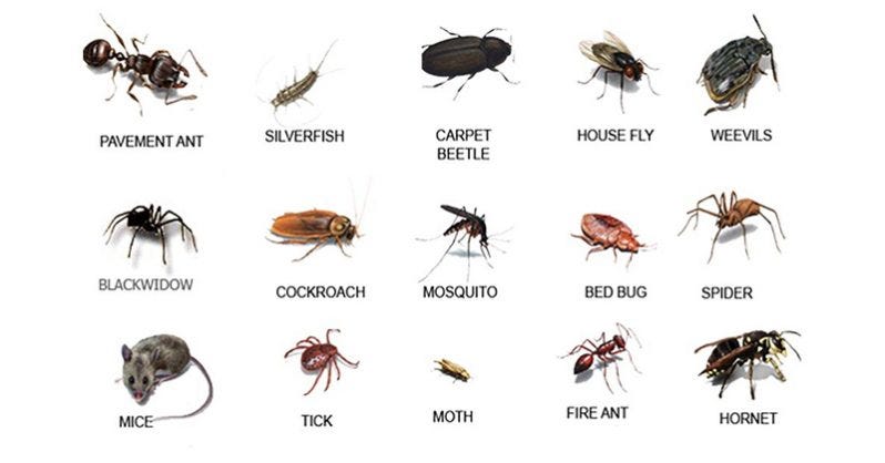 Cockroach Control And Prevention In Sacramento