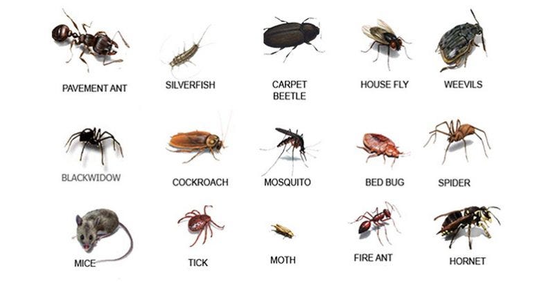 Pest Control Solutions In Spokane