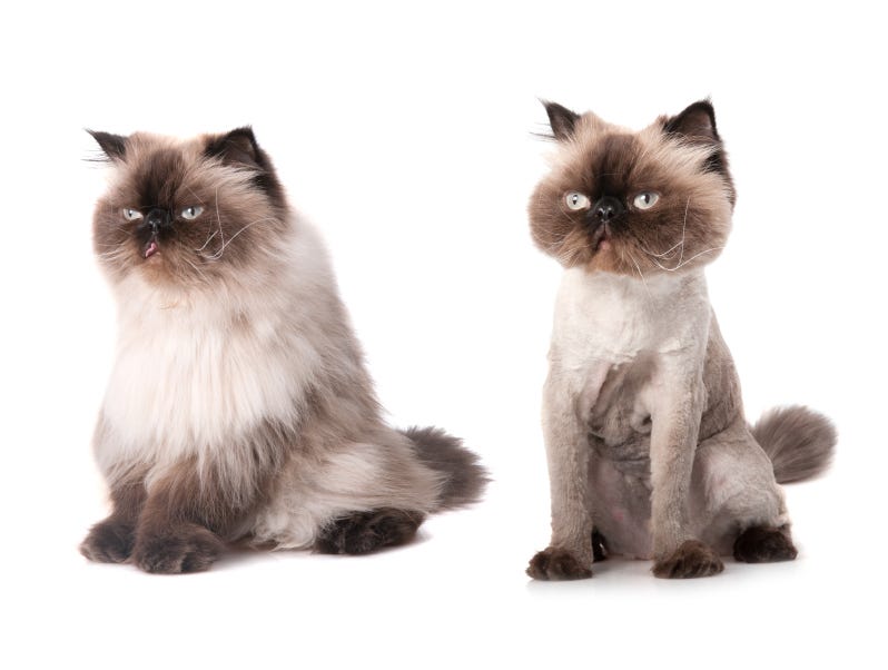 cat flea grooming