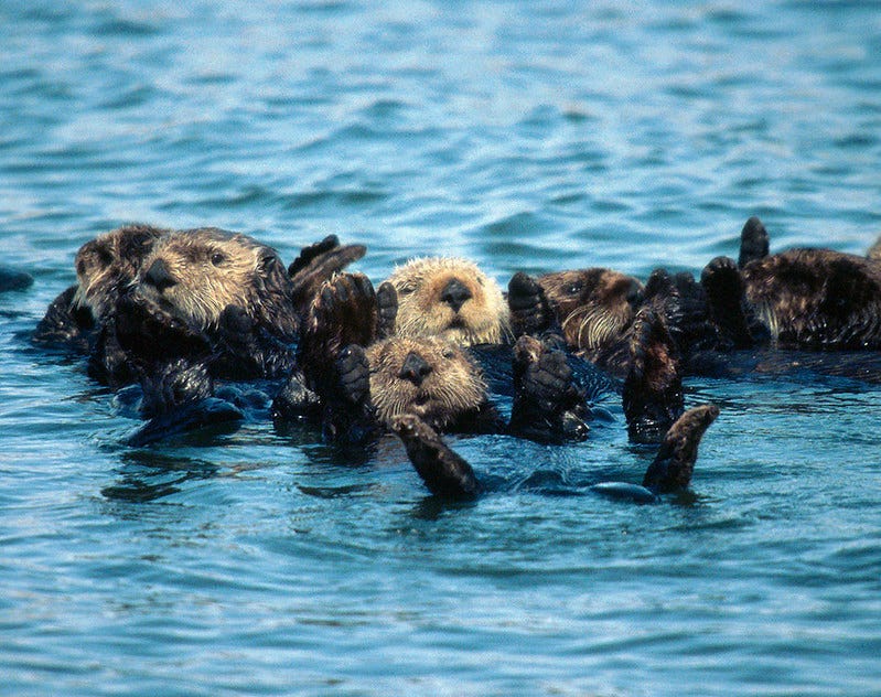 Sea Otters Are Unlikely Helpers in Our Fight Against Climate Change