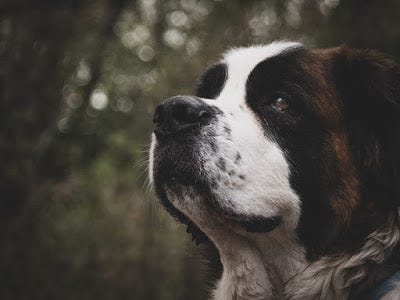 st bernard hot spots