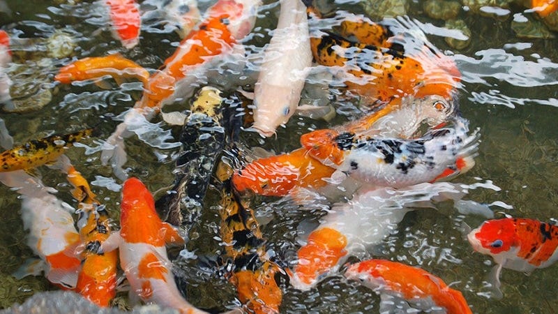 Yuk Mengenali Jenis Jenis Ikan Koi Secara Lengkap