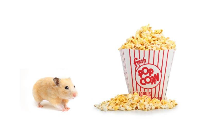 hamsters popcorn
