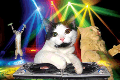 Votre Chat Aime T Il Le Rock Et Autres Considerations Musicales By Soundsgood Medium