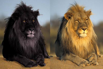 Black Lions Manipulation Melanism And Mozaicism By Dr Karl Shuker Medium