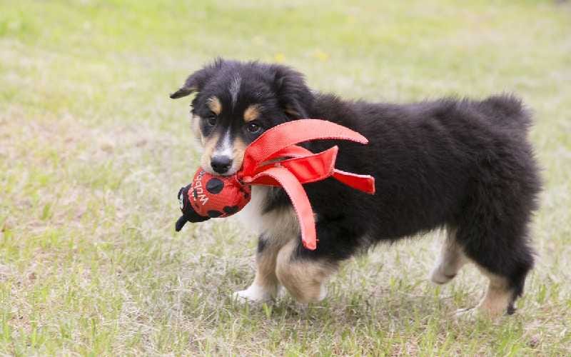 puppy wubba