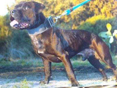 medium pitbull