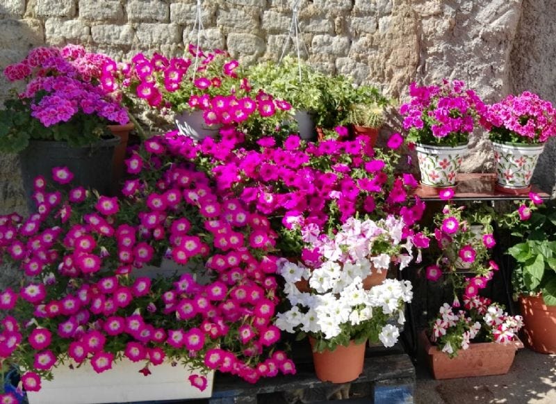 Flores y plantas resistentes al calor: tus 8 flores de verano | by La  tienda de las flores | Medium